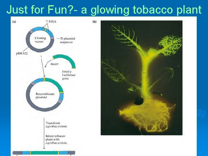 Just for Fun? - a glowing tobacco plant 