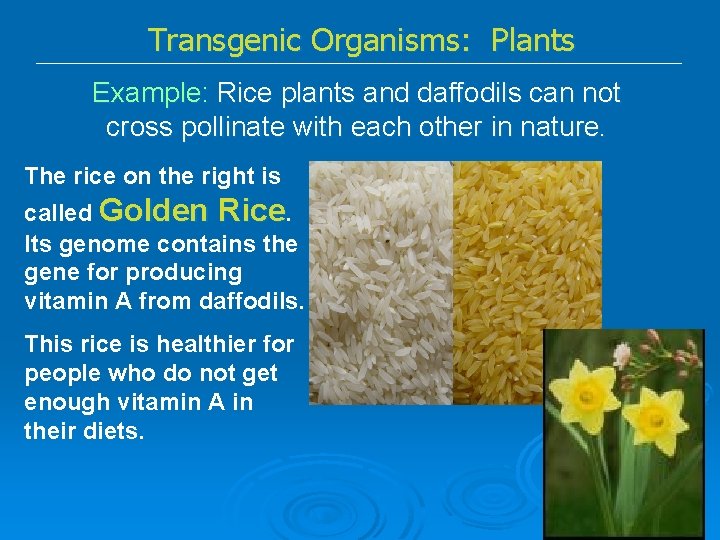 Transgenic Organisms: Plants Example: Rice plants and daffodils can not cross pollinate with each
