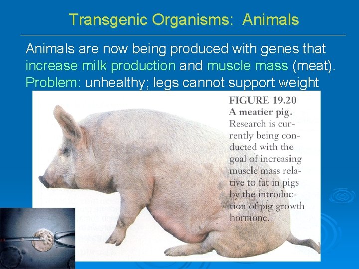 Transgenic Organisms: Animals are now being produced with genes that increase milk production and