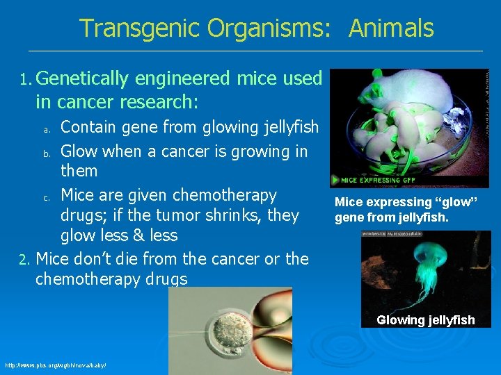 Transgenic Organisms: Animals 1. Genetically engineered mice used in cancer research: Contain gene from