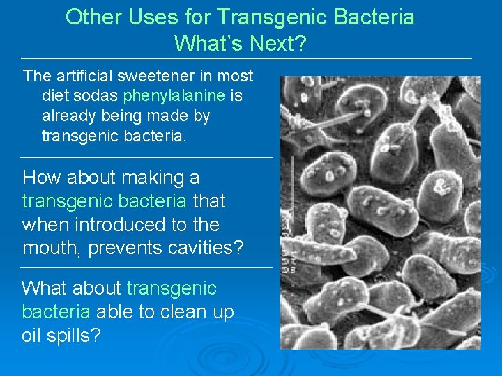 Other Uses for Transgenic Bacteria What’s Next? The artificial sweetener in most diet sodas Other Uses for Transgenic Bacteria What’s Next? The artificial sweetener in most diet sodas