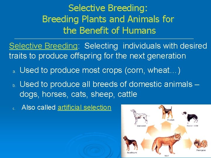 Selective Breeding: Breeding Plants and Animals for the Benefit of Humans Selective Breeding: Selecting