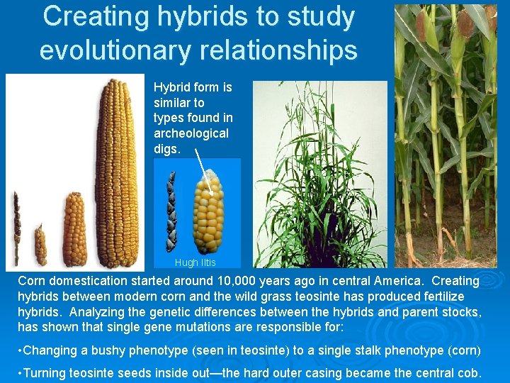 Creating hybrids to study evolutionary relationships Hybrid form is similar to types found in