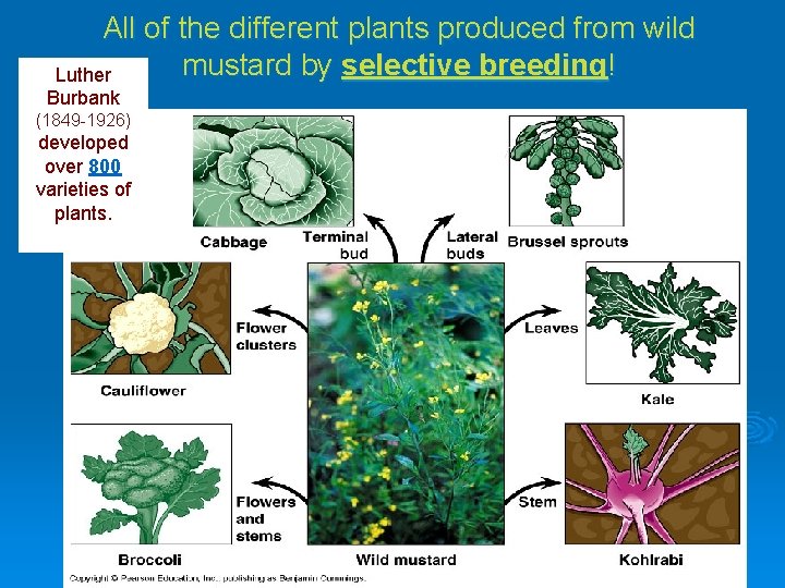 All of the different plants produced from wild mustard by selective breeding! Luther Burbank