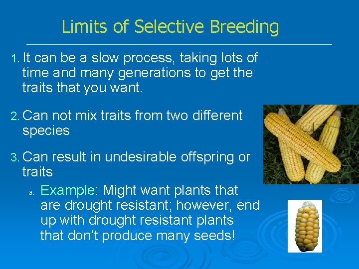 Limits of Selective Breeding 1. It can be a slow process, taking lots of
