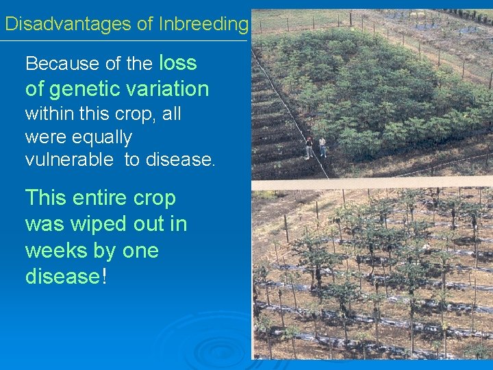 Disadvantages of Inbreeding Because of the loss of genetic variation within this crop, all