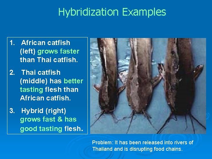 Hybridization Examples 1. African catfish (left) grows faster than Thai catfish. 2. Thai catfish