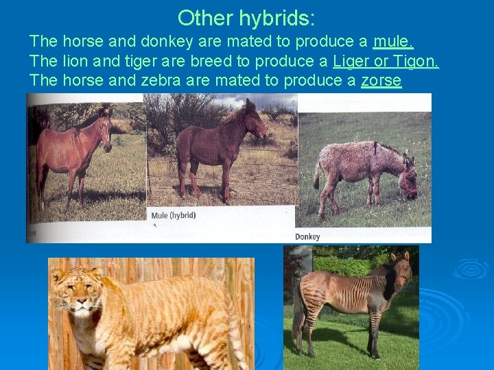 Other hybrids: The horse and donkey are mated to produce a mule. The lion