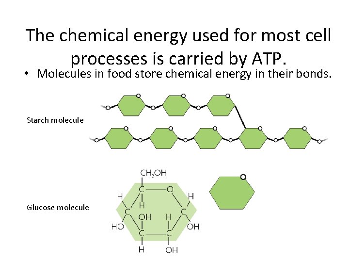 The chemical energy used for most cell processes is carried by ATP. • Molecules