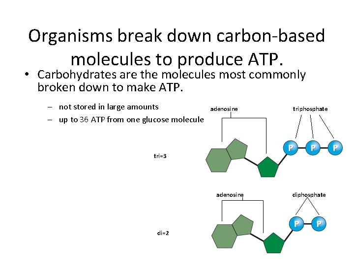 Organisms break down carbon-based molecules to produce ATP. • Carbohydrates are the molecules most