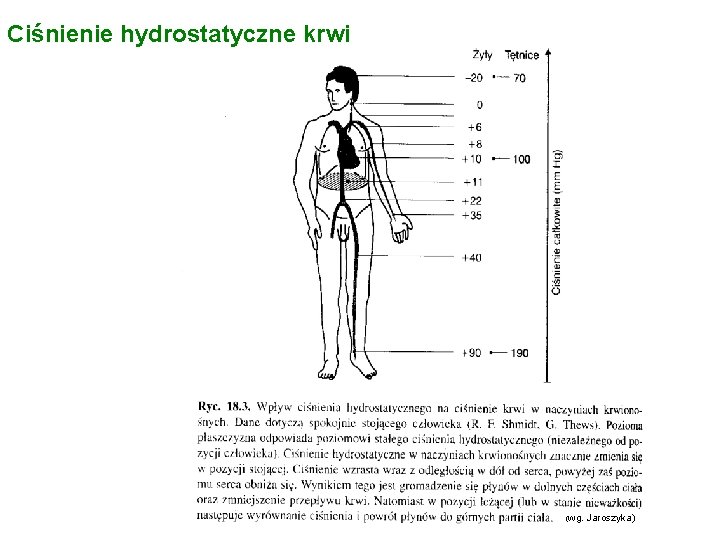 Ciśnienie hydrostatyczne krwi (wg. Jaroszyka) 