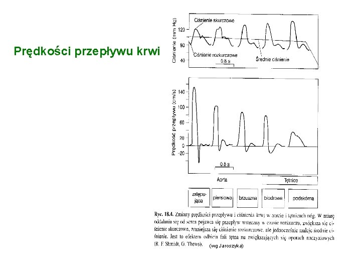 Prędkości przepływu krwi (wg Jaroszyka) 