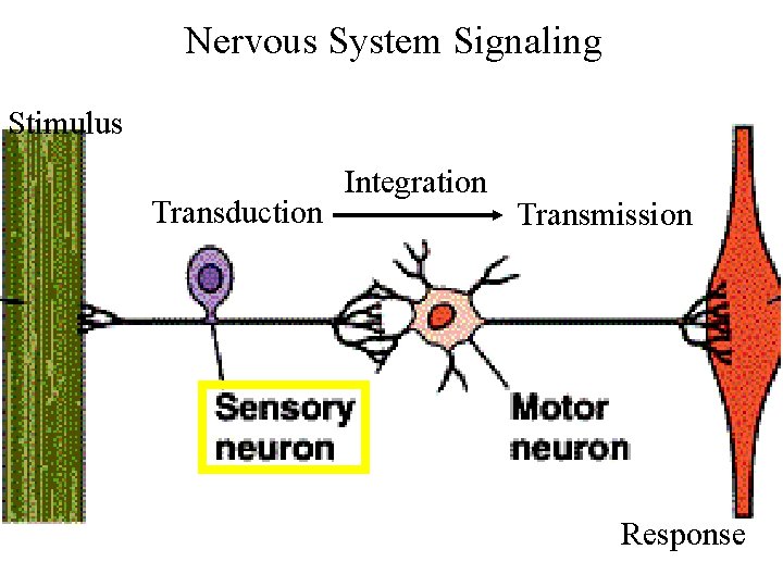 Nervous System Signaling Stimulus Transduction Integration Transmission Response 