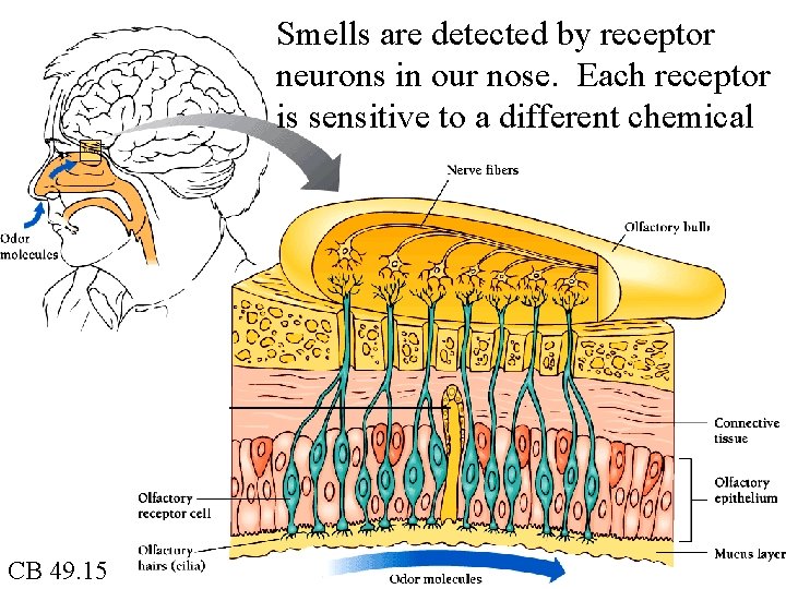 Smells are detected by receptor neurons in our nose. Each receptor is sensitive to
