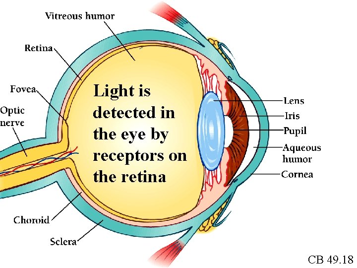 Light is detected in the eye by receptors on the retina CB 49. 18