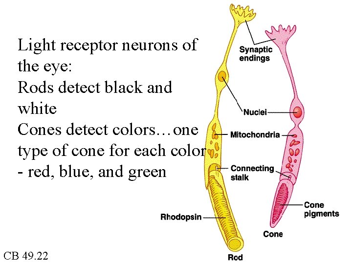 Light receptor neurons of the eye: Rods detect black and white Cones detect colors…one