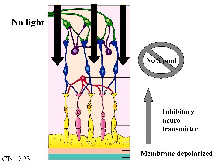 No light No Signal Inhibitory neurotransmitter CB 49. 23 Membrane depolarized 