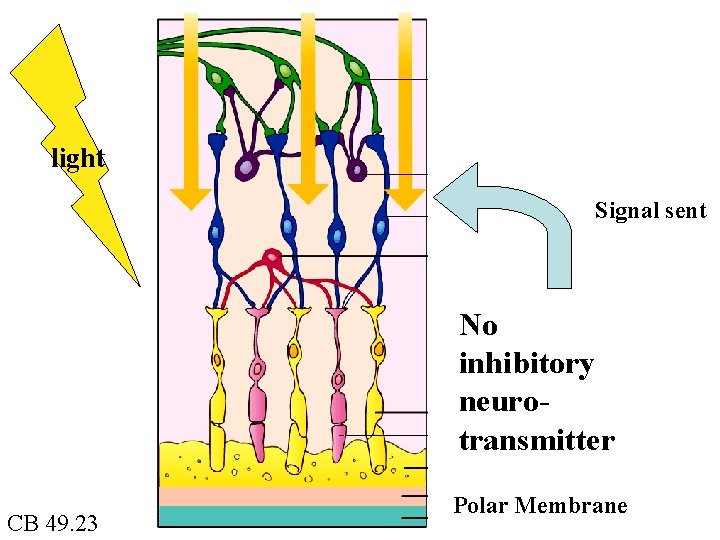 light Signal sent No inhibitory neurotransmitter CB 49. 23 Polar Membrane 