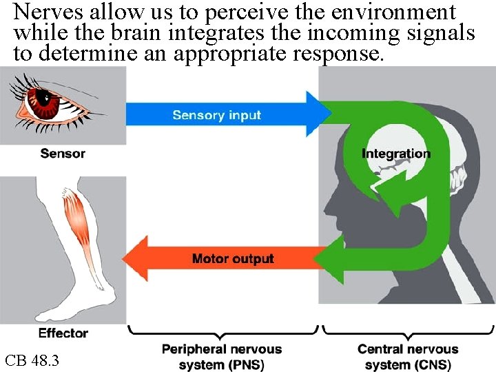 Nerves allow us to perceive the environment while the brain integrates the incoming signals