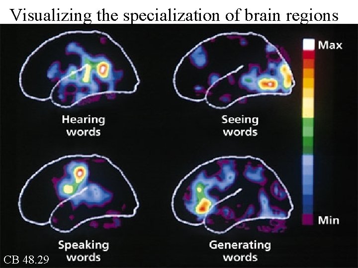 Visualizing the specialization of brain regions CB 48. 29 