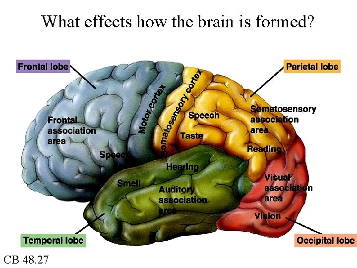 What effects how the brain is formed? CB 48. 27 