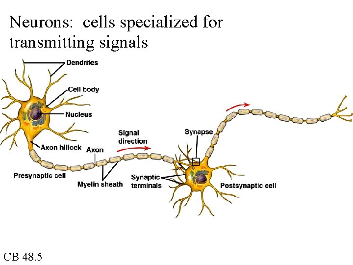 Neurons: cells specialized for transmitting signals CB 48. 5 