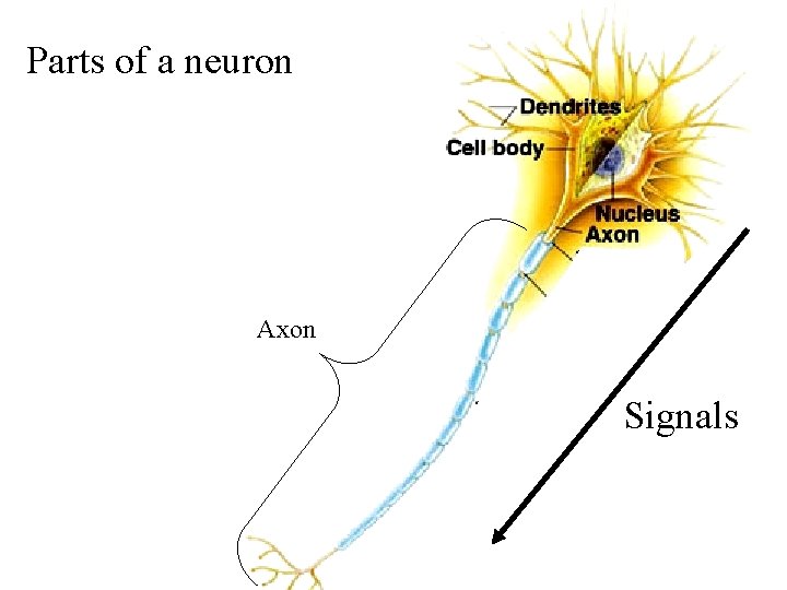 Parts of a neuron Axon Signals 