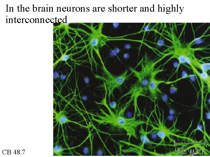 In the brain neurons are shorter and highly interconnected CB 48. 7 