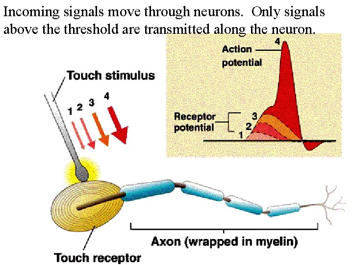 Incoming signals move through neurons. Only signals above threshold are transmitted along the neuron.