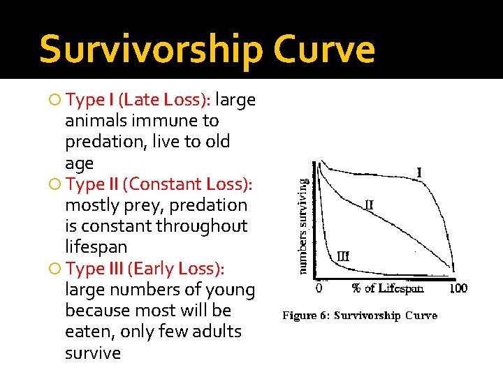 Survivorship Curve Type I (Late Loss): large animals immune to predation, live to old
