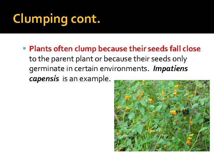 Clumping cont. Plants often clump because their seeds fall close to the parent plant