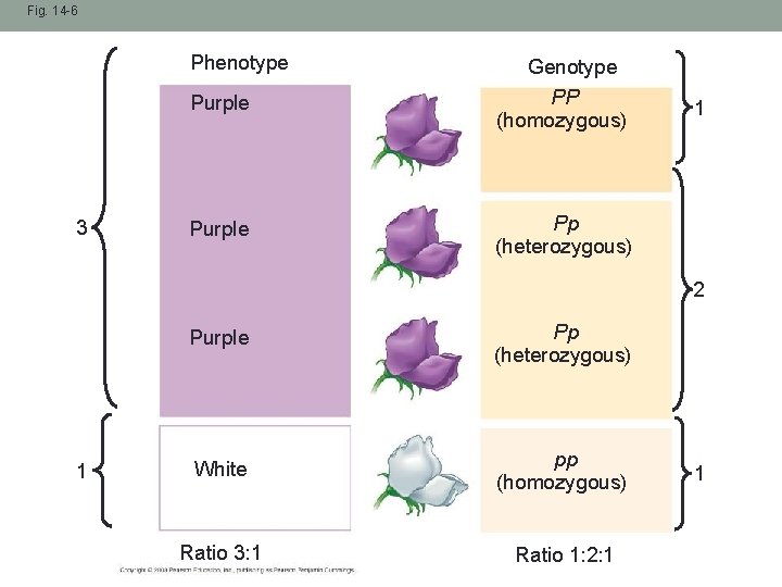 Fig. 14 -6 Phenotype 3 Genotype Purple PP (homozygous) Purple Pp (heterozygous) 1 2