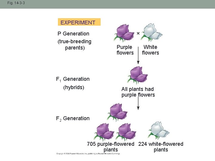 Fig. 14 -3 -3 EXPERIMENT P Generation (true-breeding parents) Purple flowers White flowers F