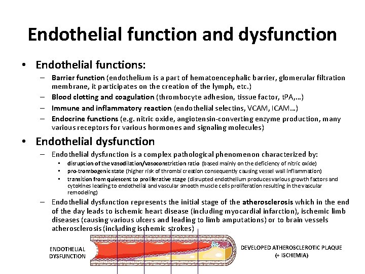 Endothelial function and dysfunction • Endothelial functions: – Barrier function (endothelium is a part
