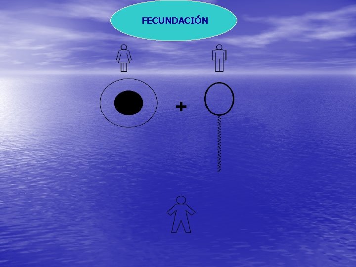 FECUNDACIÓN 