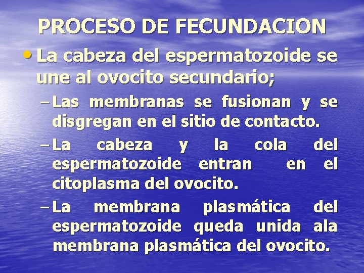 PROCESO DE FECUNDACION • La cabeza del espermatozoide se une al ovocito secundario; –