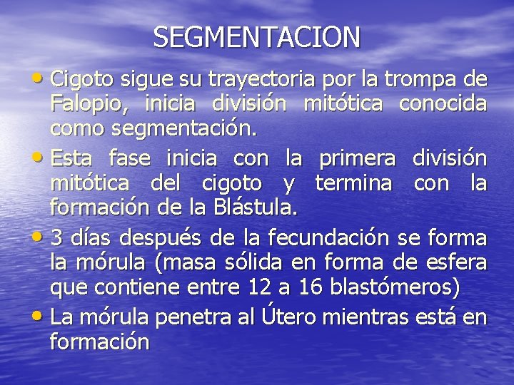 SEGMENTACION • Cigoto sigue su trayectoria por la trompa de Falopio, inicia división mitótica