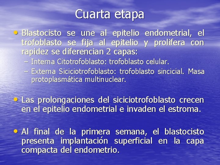 Cuarta etapa • Blastocisto se une al epitelio endometrial, el trofoblasto se fija al