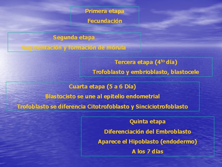 Primera etapa Fecundación Segunda etapa Segmentación y formación de mórula Tercera etapa (4 to