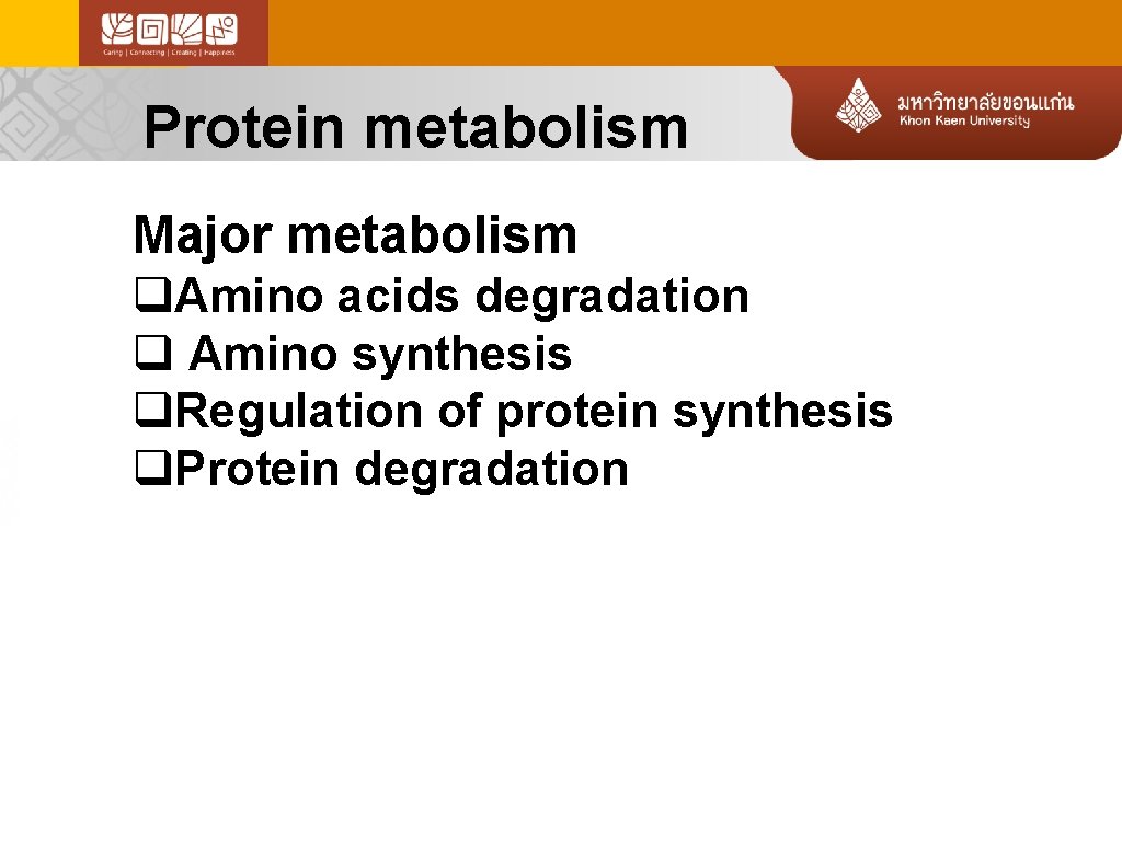 Protein metabolism Major metabolism q. Amino acids degradation q Amino synthesis q. Regulation of