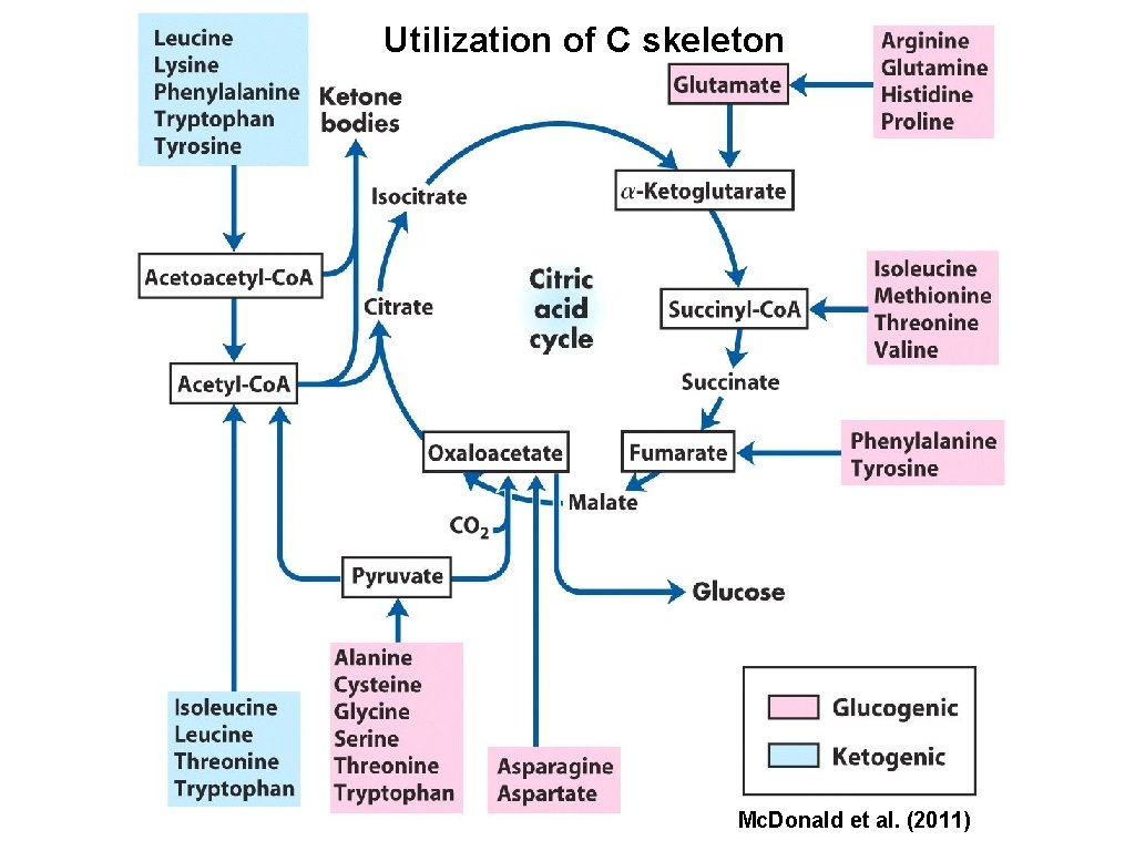 Utilization of C skeleton Mc. Donald et al. (2011) 