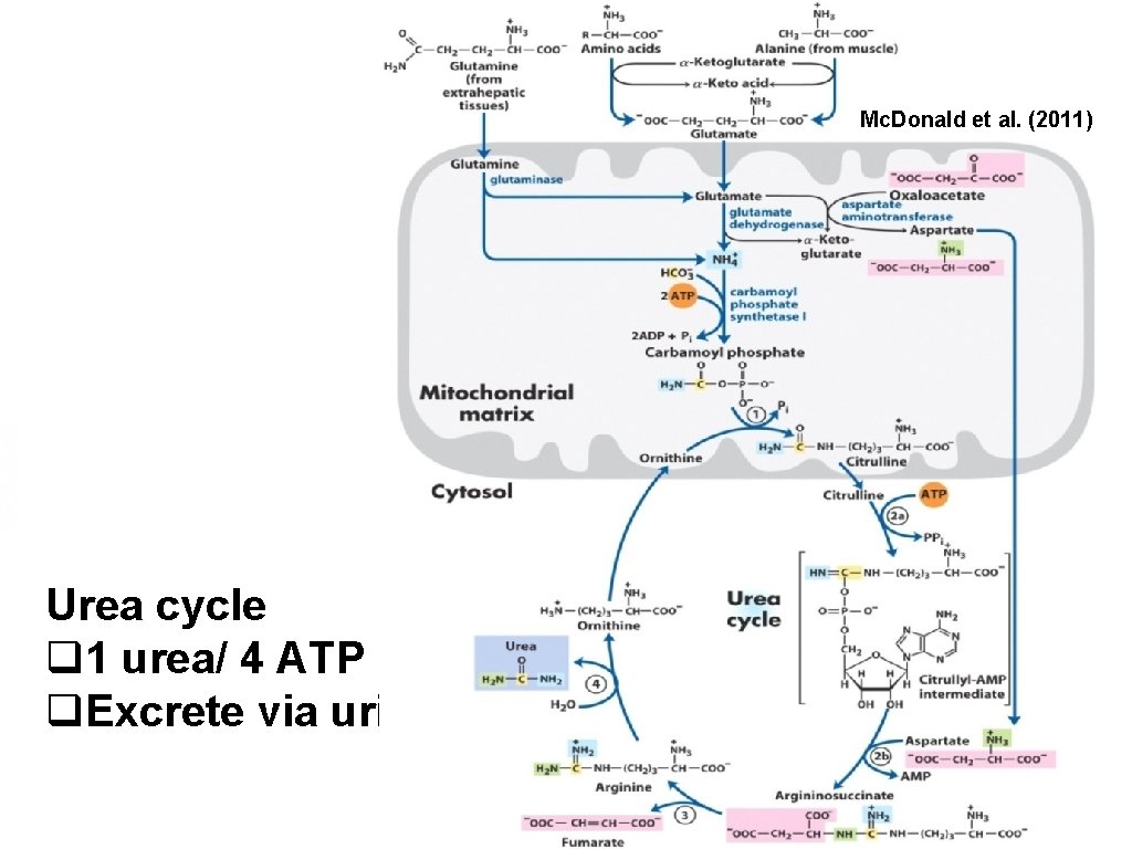 Mc. Donald et al. (2011) Urea cycle q 1 urea/ 4 ATP q. Excrete