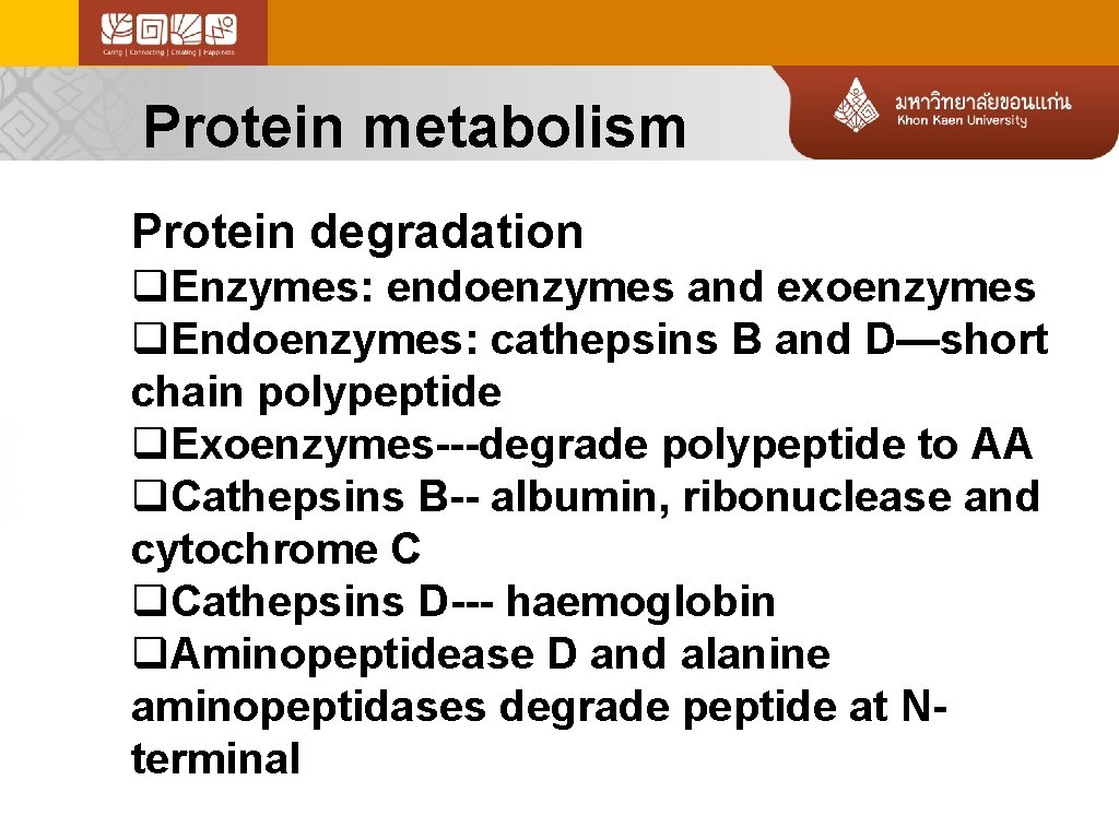 Protein metabolism Protein degradation q. Enzymes: endoenzymes and exoenzymes q. Endoenzymes: cathepsins B and