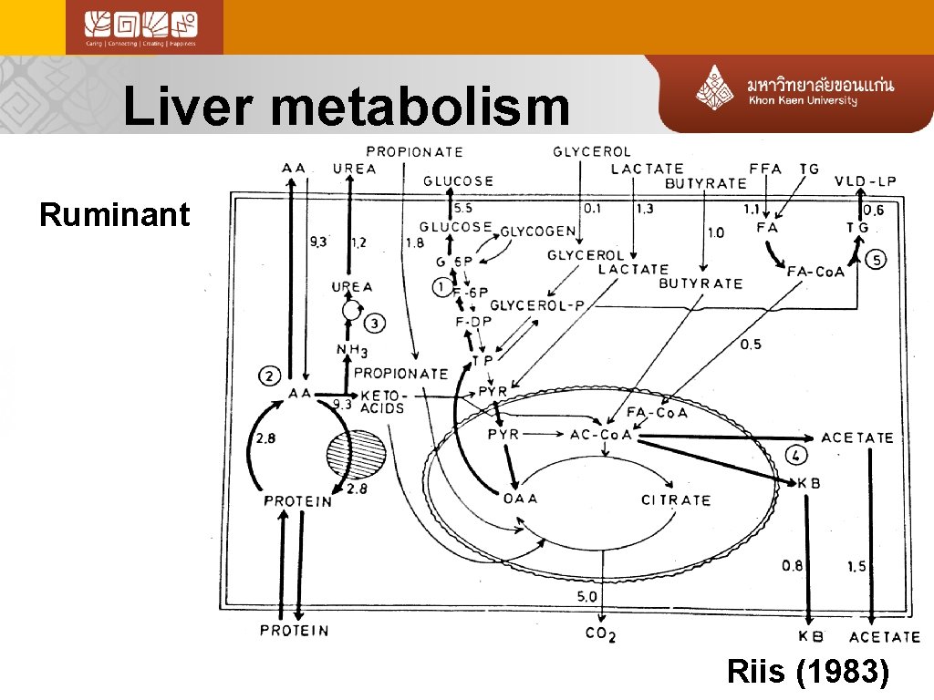 Liver metabolism Ruminant Riis (1983) 