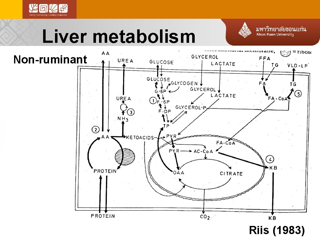 Liver metabolism Non-ruminant Riis (1983) 