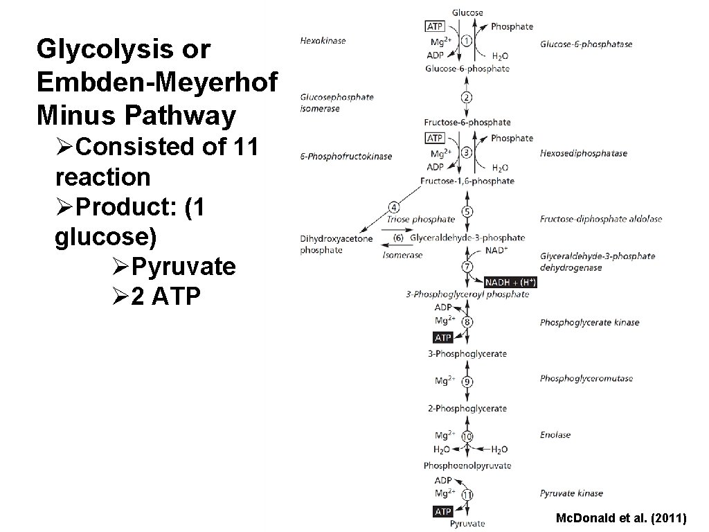 Glycolysis or Embden-Meyerhof Minus Pathway ØConsisted of 11 reaction ØProduct: (1 glucose) ØPyruvate Ø