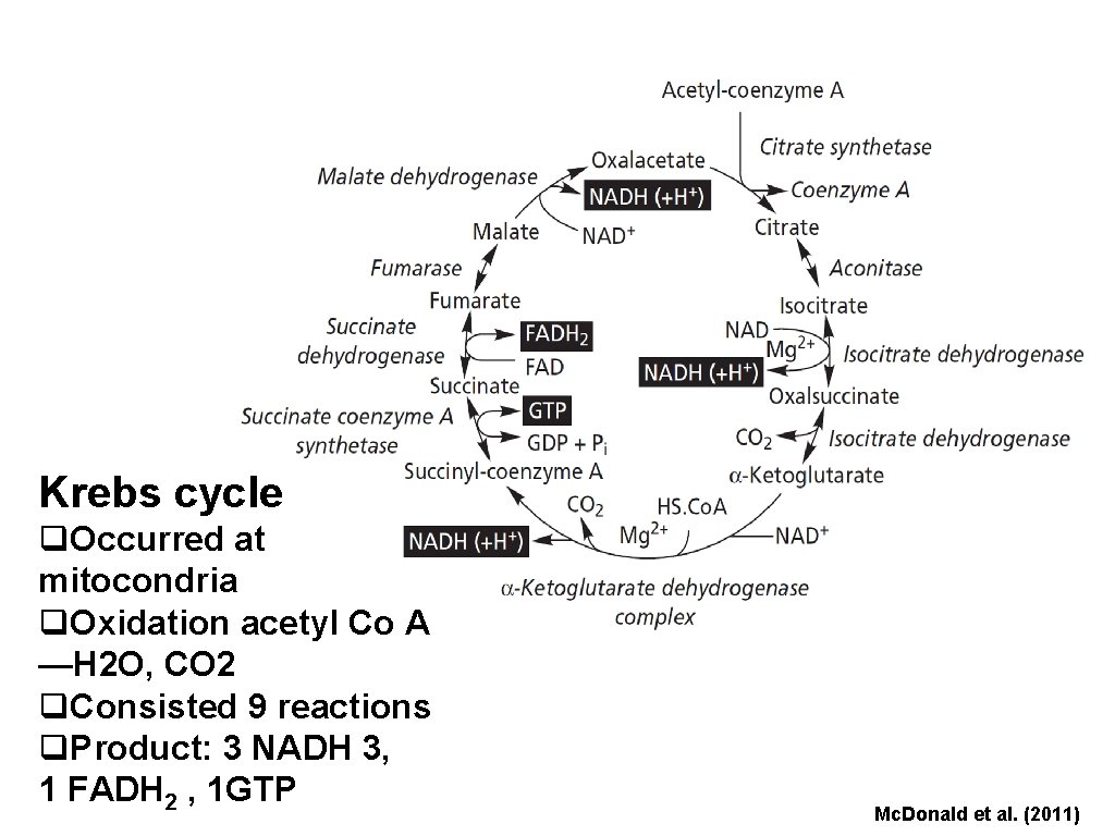 Krebs cycle q. Occurred at mitocondria q. Oxidation acetyl Co A —H 2 O,