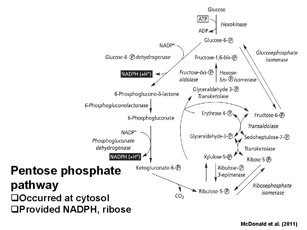 Pentose phosphate pathway q. Occurred at cytosol q. Provided NADPH, ribose Mc. Donald et
