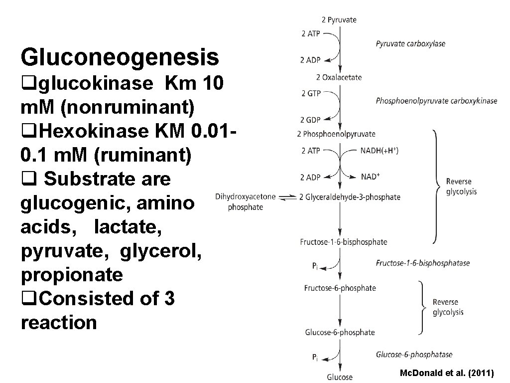 Gluconeogenesis qglucokinase Km 10 m. M (nonruminant) q. Hexokinase KM 0. 010. 1 m.