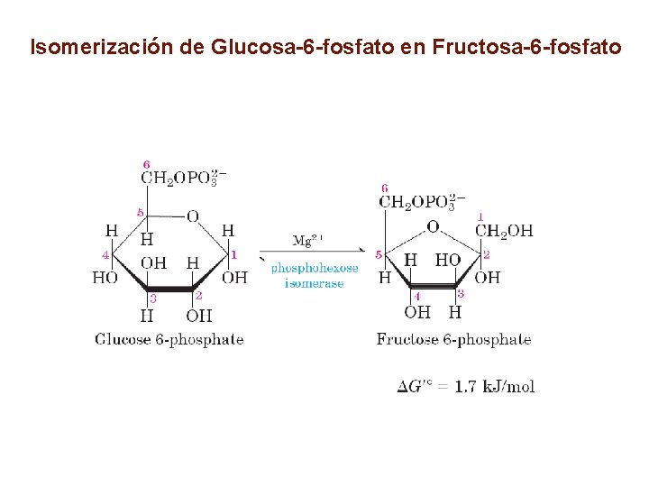 Isomerización de Glucosa-6 -fosfato en Fructosa-6 -fosfato 